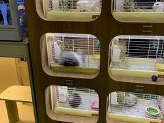 -藦茜花园宠物主题亲子互动体验馆(国顺东路店)