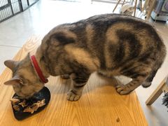 -平行世界·猫咖(首经贸店)