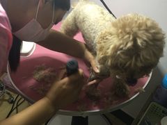 -1013 PET SHOP精品宠物商店(丁香店)