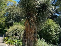 -墨尔本皇家植物园
