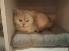 -吉丁鸟咖·异宠·寄养
