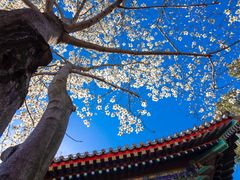 -红螺寺