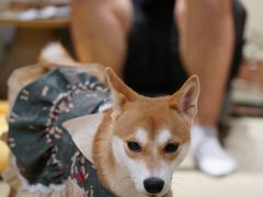 -逗柴咖啡屋·狗咖猫咖宠物桌游