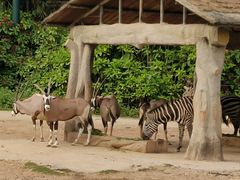 -广州长隆国际大马戏