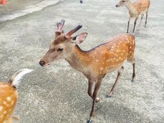 -奈良公园