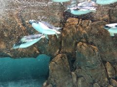 -成都浩海立方海洋公园