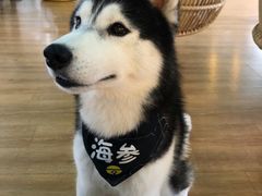 -Husky Go! 哈士奇体验馆·宠物咖啡厅狗咖
