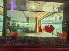 -厦门悦华酒店·绿庭主题自助餐厅