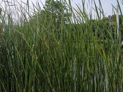 -白塘生态植物园