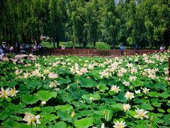 -莲花池公园