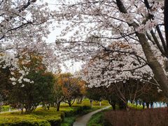 -高东镇樱花园