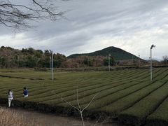 -雪绿茶博物馆