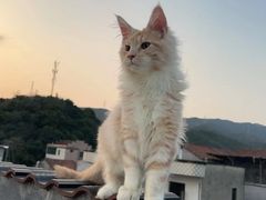 -欣宠猫屋·矮脚拿破仑·蓝金金渐层
