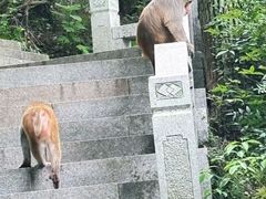 -苏州上方山国家森林公园