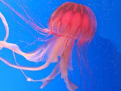 -上海海洋水族馆