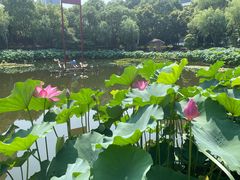 -陈家山荷花公园