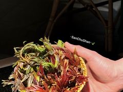 -三出山火锅(南京万象天地店)
