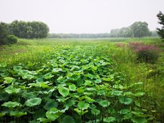-东郊湿地公园