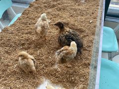 -怪兽屋·羊驼·猫咖·狗咖(俊华广场店)