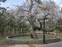 -北陵公园