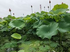 -嘉北郊野公园