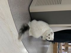 -猫和宫(六道口店)
