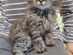 -瑞派动物医院·猫专科·至诚(江南中分院)