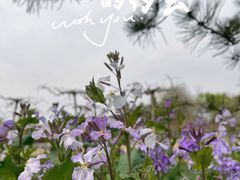 -北京奥林匹克公园