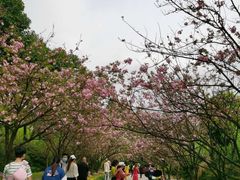 -南山植物园