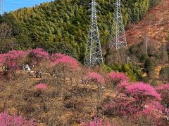 -新建村梅花