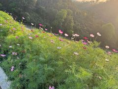 -红花湖景区