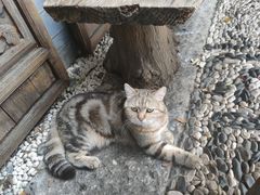 -喵屿·大理花园猫咖