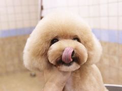 宁波诺比宠物美容照片&nbsp;泰迪日系美容造型-诺比宠物医院心脏内科·泌尿肾内外科·骨科急重症