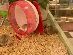 -龙猫仔乐园(惠福东路店)