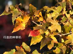 -莲花池公园
