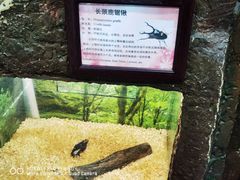 -上海大自然野生昆虫馆(东方明珠·爬宠昆虫探索中心)