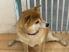 -是阿柴呀！柴犬咖啡·爱喵喵猫咖