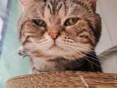 -纳吉亚猫专科动物诊疗中心(蒋宅口分院)