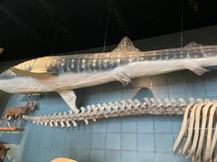 -浙江自然博物院(杭州馆)
