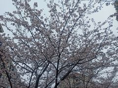 -高东镇樱花园