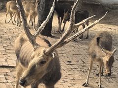 -青藏高原野生动物园