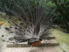 -泉州海丝野生动物世界