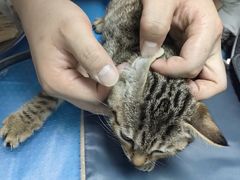 -纳吉亚猫专科动物诊疗中心(蒋宅口分院)