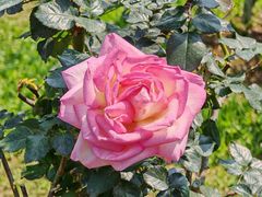 -人民公园(罗湖区)