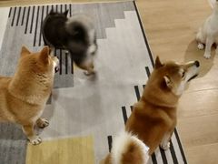 -南京Hallo宠物乐园·哈罗犬舍·柴犬繁育基地