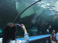 -悉尼海洋生物水族馆