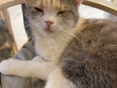 -平行世界·猫咖(首经贸店)
