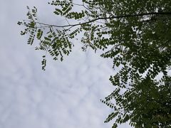 -羊山湖公园