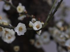 -香雪海