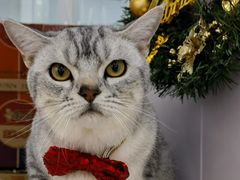 -爱洗澡的猫(望京店)